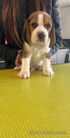 Adorable chiot beagle femelle a donner 