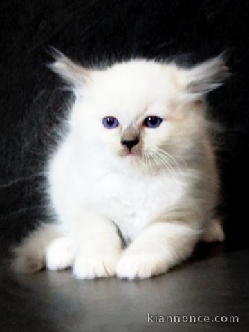Chatons ragdoll adorable a donner 