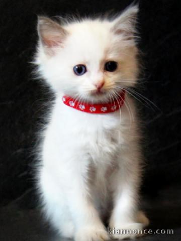 adorable chaton ragdoll à donner 