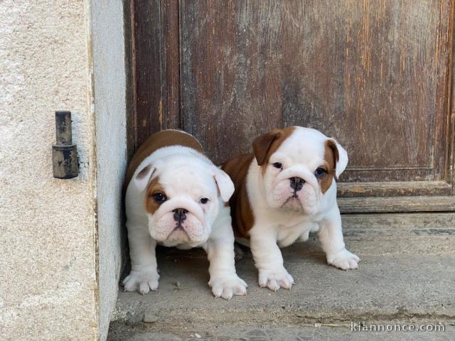 je donne chiot bulldog anglais disponible 