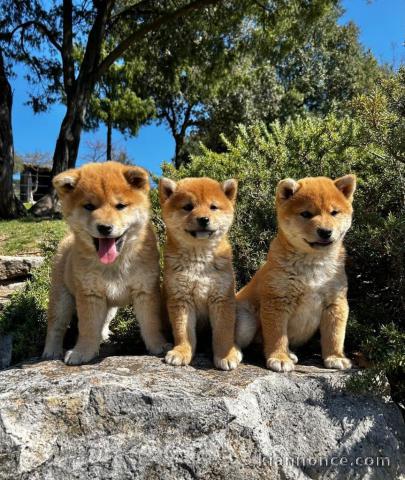 chiot Shiba inu a donner femelle et mâle disponible 