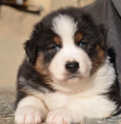 chiot berger australien lof mâle a donner 