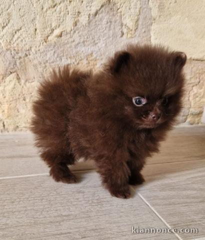 chiot spitz nain disponible 