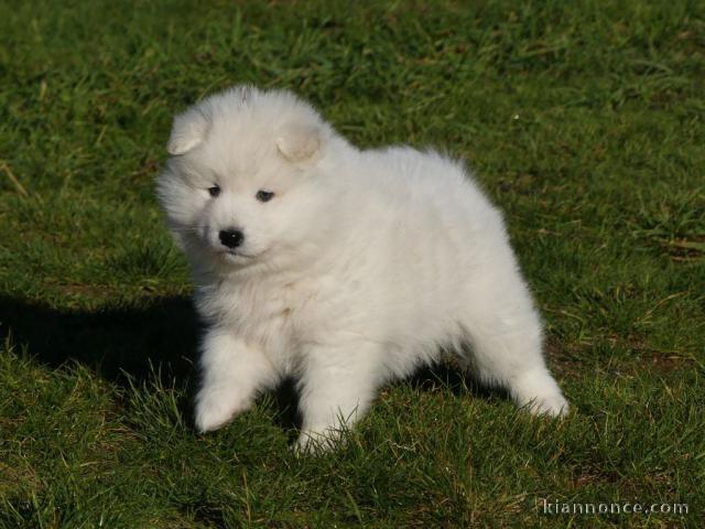 chiot samoyède disponible pour adoption 