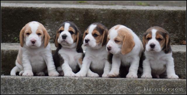dons chiot beagle disponible 