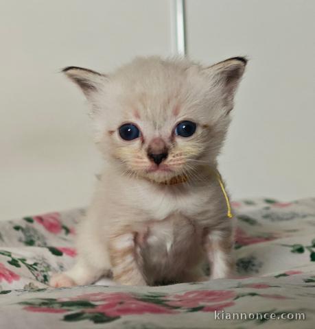 chaton ragdoll femelle a donner 