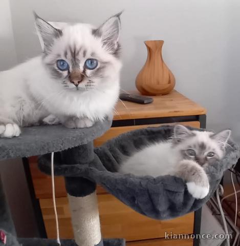magnifique chatons sacré brimanie a donner 