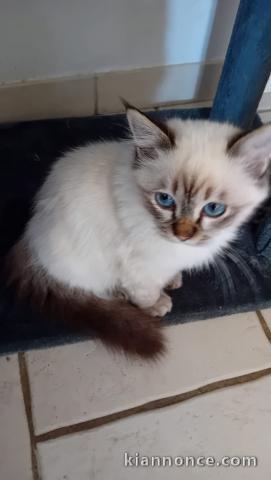 adorable chaton sacré brimanie disponible 