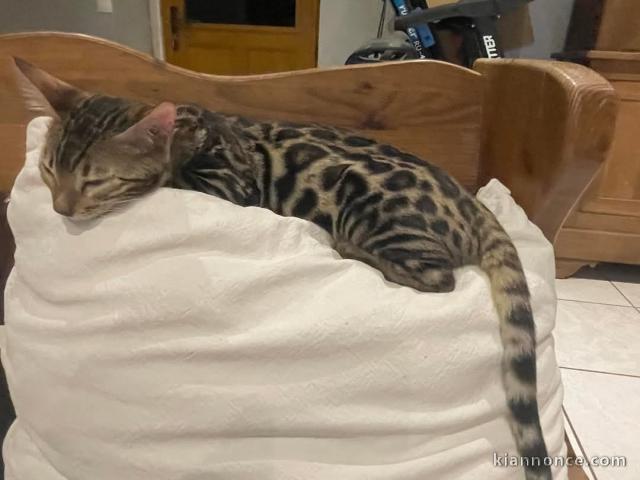 Bengal à adopter disponible 