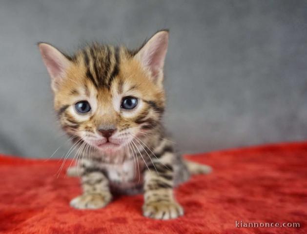 À adopter chaton Bengal 