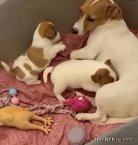 Magnifique chiots jacks Russell 