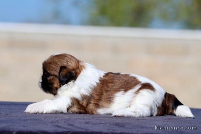 chiot Shih Tzu a mâle a donner 
