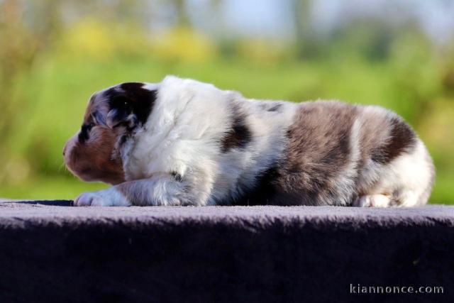 chiot berger australien disponible pour adoption 