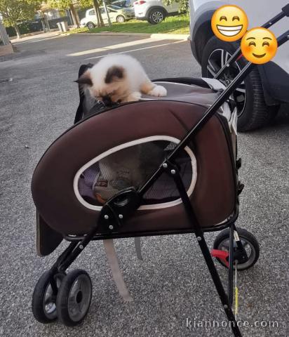 je donne chaton sacré brimanie 