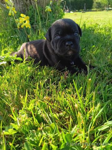chiot staffie mâle a donner 