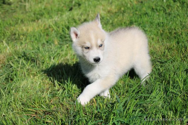je donne chiot sibérien husky 