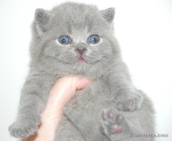 Chatons British Shorthair a donner 