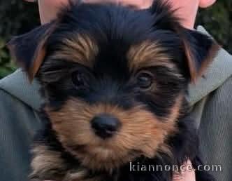 chiot York toy a donner 