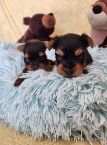 deux chiots Yorkshire terrier mâle et femelle 