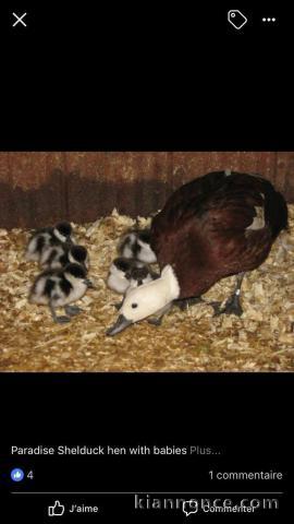 canads cygne coscoroba disponible 