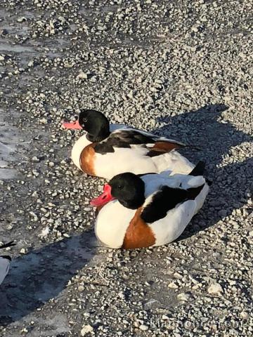 cygne coscoroba mâle et femelle adorable 