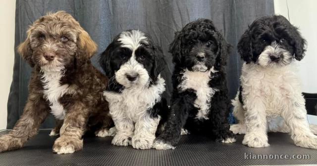 adoption chiot cockapoo mâle et femelle a adopté 