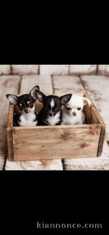 chiot chihuahua femelle a donner 