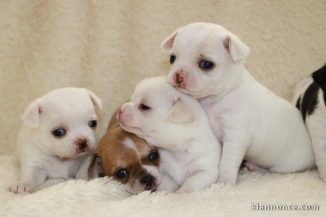 adoption chiot chihuahua disponible 