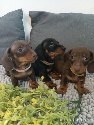 chiot Teckels à poil ras à adopter 
