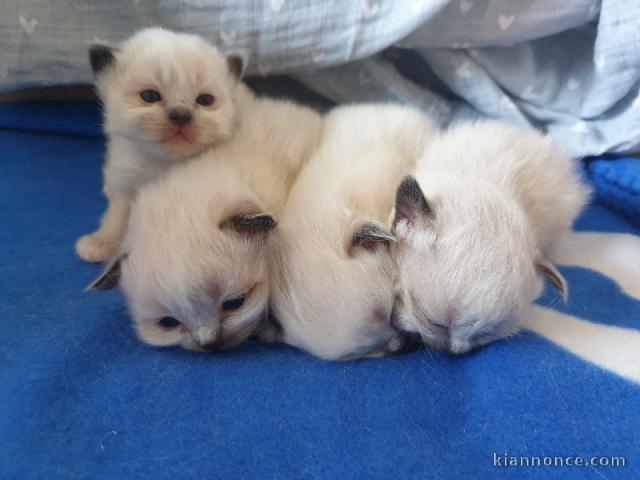 adoption Chatons sacré brimanie 