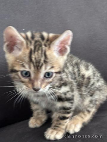 2 Magnifiques Chatons bengal