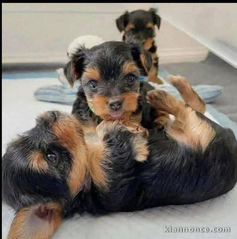 Chiot Yorkshire terrier disponible pour adoption 