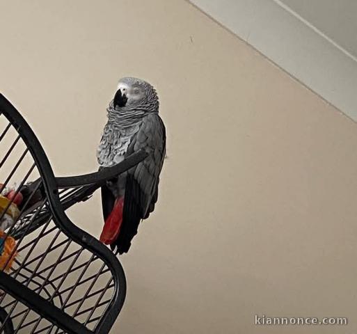 Perroquet gris Gabon adopter 