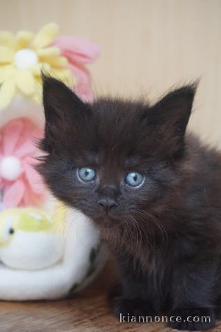 Chatons maine coon noir disponible à adopter 
