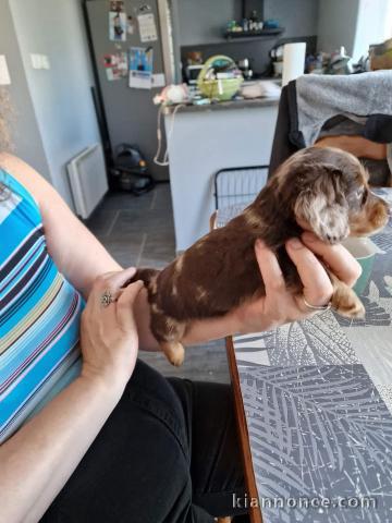 Chiot Teckel alerquin a donner 