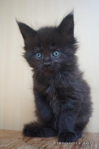 Chaton Maine coon noir à adopter 