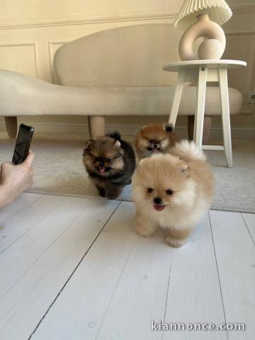 Chiot spitz nain mâle et femelle a donner 