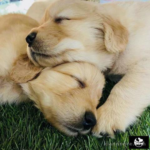 chiots golden retriever pour adopter 