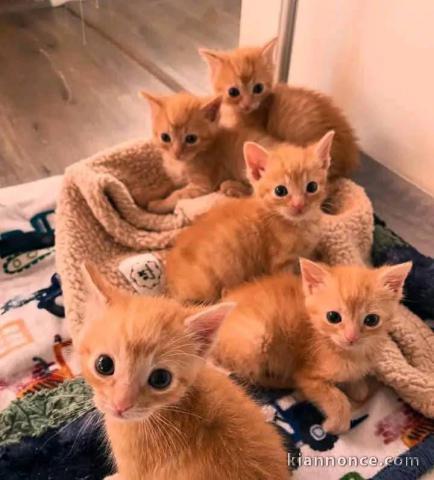 Chaton Maine coon adorable a donner 