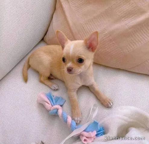 Chiots chihuahua à adopter 