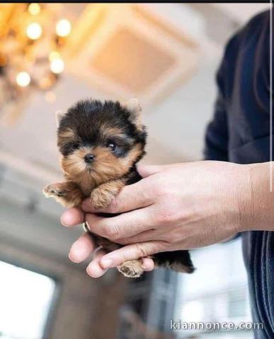 chiot Yorkshire terrier mâle disponible 