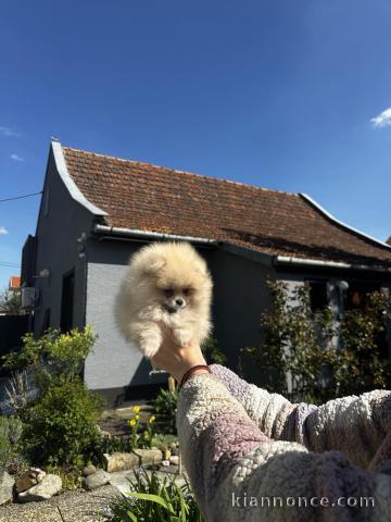 Chiots Spitz nain (Pomeranian)