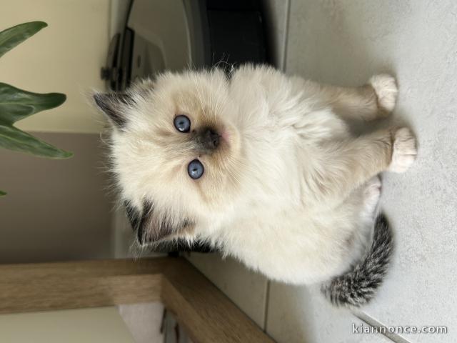 chaton ragdoll femelle a donner 