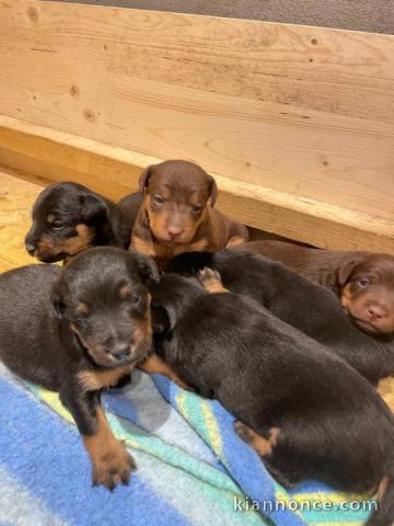 Chiots Terrier de chasse allemand à donner 