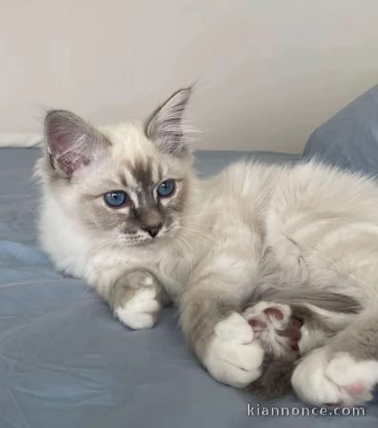 À adopter chaton ragdoll disponible 