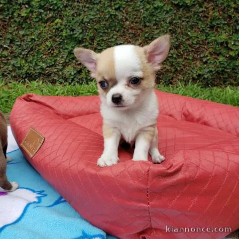 Chiots chihuahua femelle a donner 