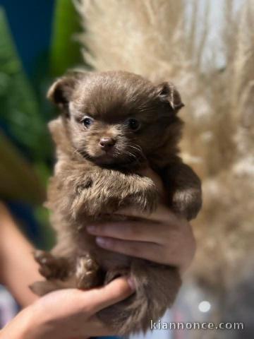 chiots chihuahua chocolat à adopter 