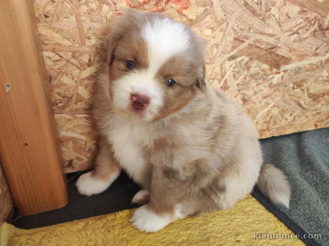 chiots berger australien mâle a donner 