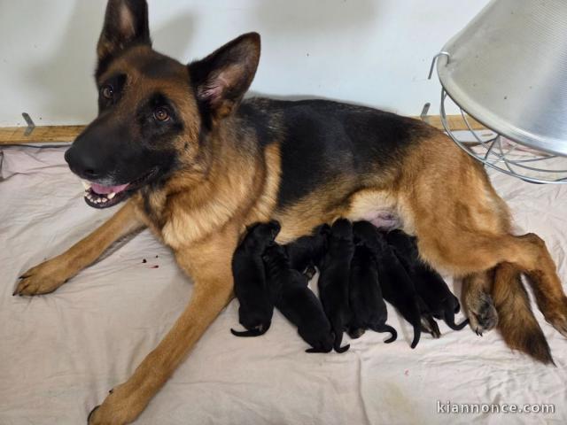 Adoption bébé berger allemand disponible 