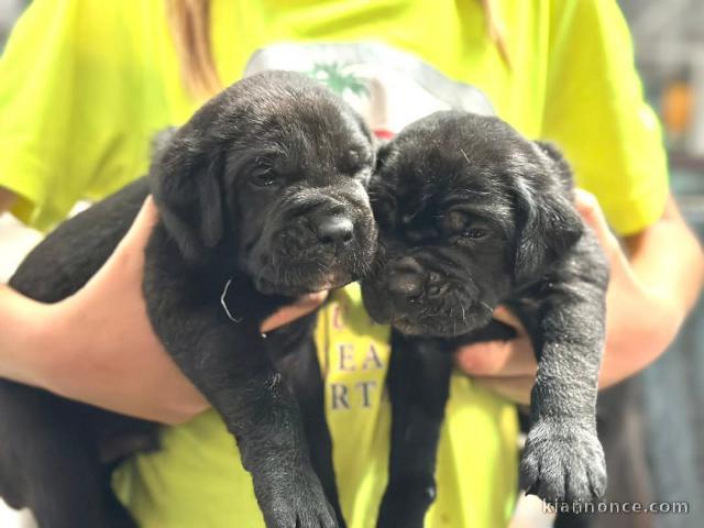 chiots Cane Corso lof mâle a donner 